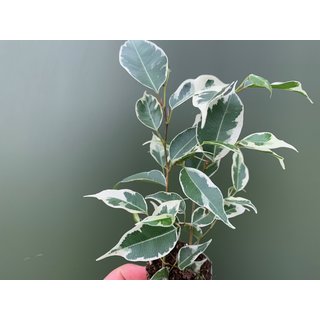 Ficus spec. white Babyplant
