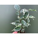 Ficus spec. white Babyplant