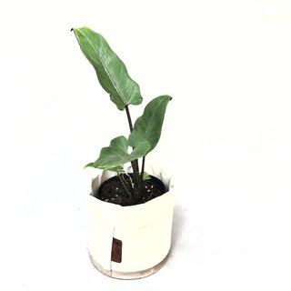 Alocasia Lauterbachiana