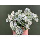 Hypoestes phyllostachya weiss Bodendecker