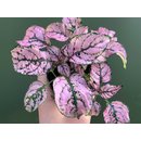 Hypoestes phyllostachya pink ground cover plant