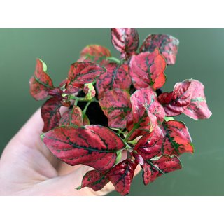 Hypoestes phyllostachya red ground cover plant