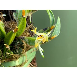 Diplocaulobium stelliferum