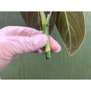 Philodendron melanochrysum Cutting/Ableger