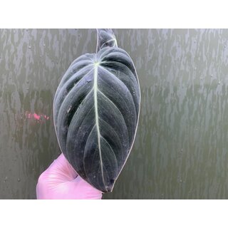 Philodendron melanochrysum Cutting/Ableger