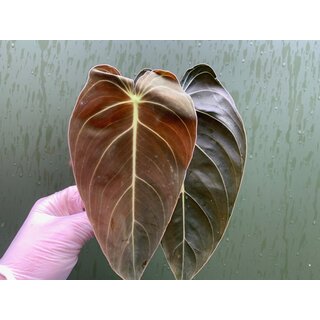 Philodendron melanochrysum Cutting/Ableger