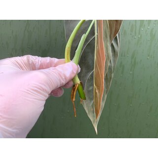 Philodendron melanochrysum cutting 