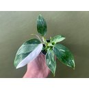 Philodendron White Princess Babyplant