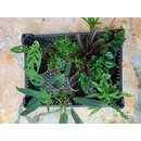 Paludarium Pflanzenset für Mizukusa Mist Wall by Aquaowner