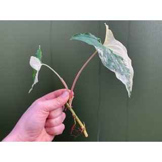 Syngonium podophyllum albo variegata Ableger/Cutting