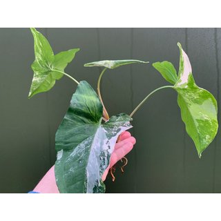 Syngonium podophyllum albo variegata Ableger/Cutting