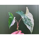 Syngonium podophyllum albo variegata Ableger/Cutting