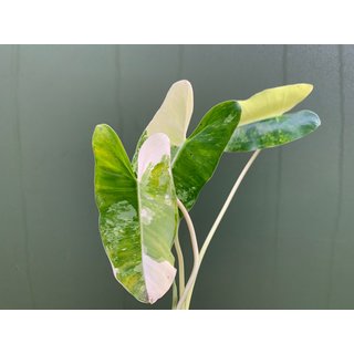 Philodendron Burle Marx Variegata Ableger/Cutting Raritt