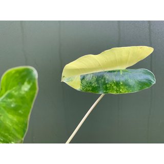 Philodendron Burle Marx Variegata Ableger/Cutting Raritt