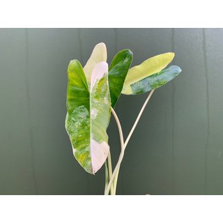 Philodendron Burle Marx Variegata Ableger/Cutting Raritt