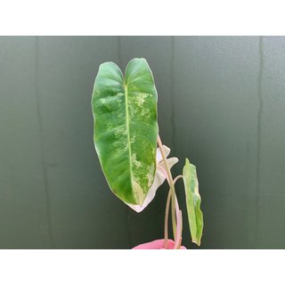 Philodendron Burle Marx Variegata Ableger/Cutting Raritt