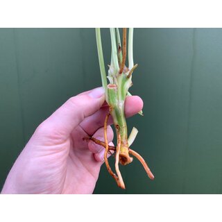 Philodendron Burle Marx Variegata Ableger Raritt