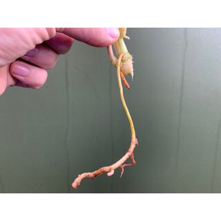 Philodendron Burle Marx Variegata Ableger Raritt