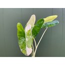Philodendron Burle Marx Variegata Ableger/Cutting Raritt