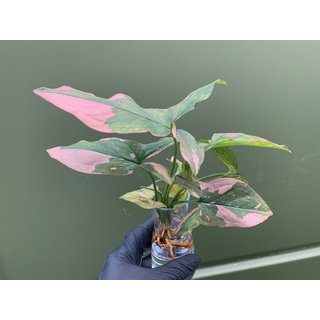 Syngonium Pink Splash