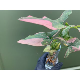 Syngonium Pink Splash