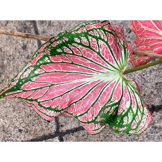Caladium Fancy Leave Knolle