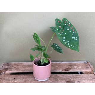 Caladium bicolor tuber