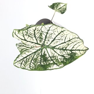 Caladium White Christmas Knolle