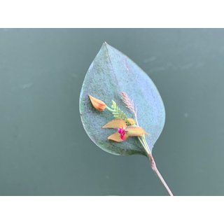 Lepanthes helicocephala