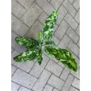 Aglaonema Pictum Tricolor