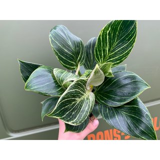 Philodendron Birkin