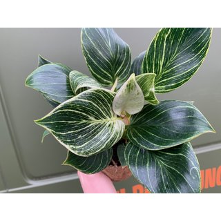 Philodendron Birkin