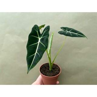 Alocasia frydek