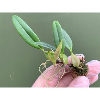 Bulbophyllum saltatorium