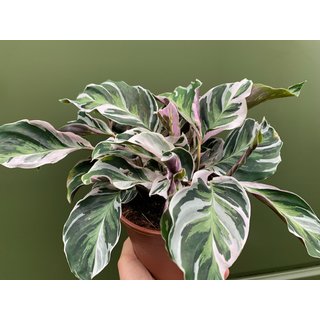 Calathea white fusion XL