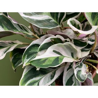 Calathea white fusion XL