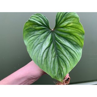 Philodendron plowmanii