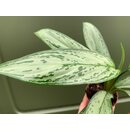 Aglaonema Silver Bay
