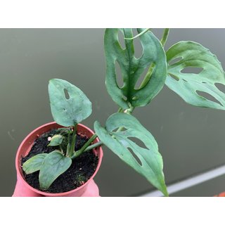 Mini Monstera 5,5cm Topf