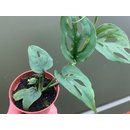 Mini Monstera 5,5cm Babyplant