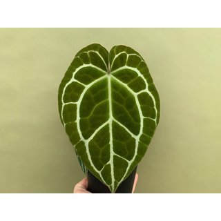 Anthurium crystallinum