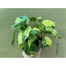 Philodendron Burle Marx variegata