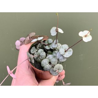 Ceropegia woodii String of Hearts` (Leuchterblume)