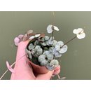 Ceropegia woodii ´String of Hearts` (Leuchterblume)