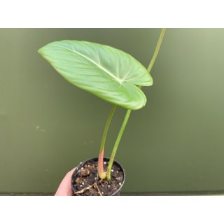 Philodendron pastazanum L