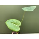 Philodendron pastazanum L
