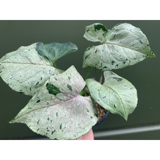 Syngonium green splash