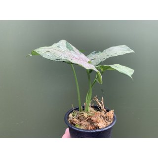 Syngonium green splash
