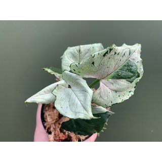 Syngonium green splash