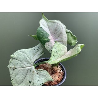 Syngonium green splash